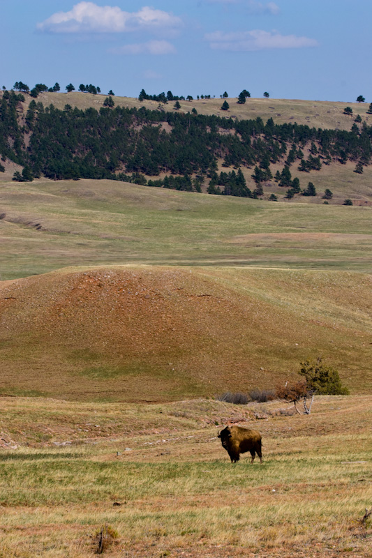 Bison On Prairie